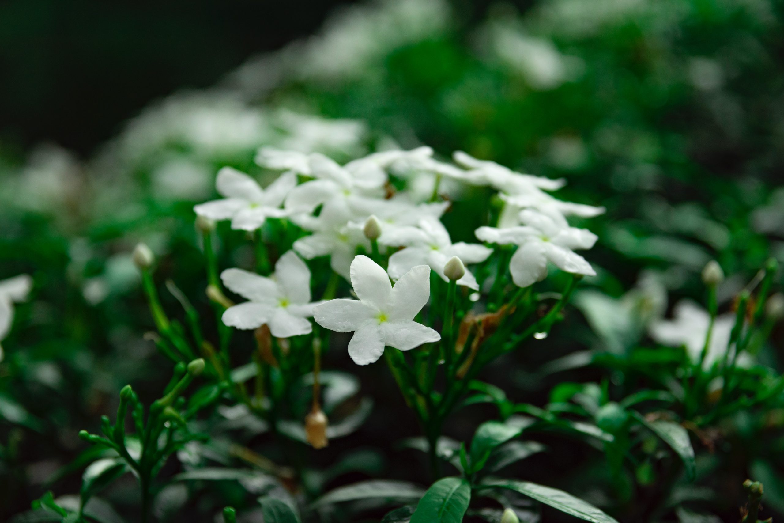A bunch of white jasmine flowers with green leaves.