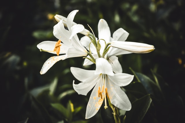 4 Different Types of Flowers and What They Mean